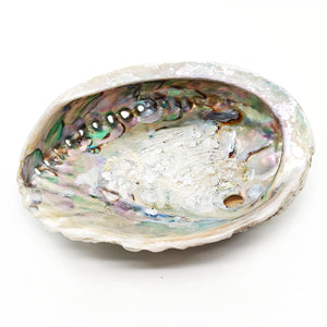 Abalone schelp - Lakaiann