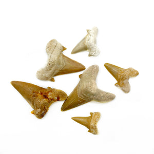 Shark tooth fossils