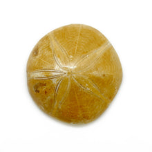 Load image into Gallery viewer, Sea urchin fossil
