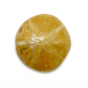 Sea urchin fossil