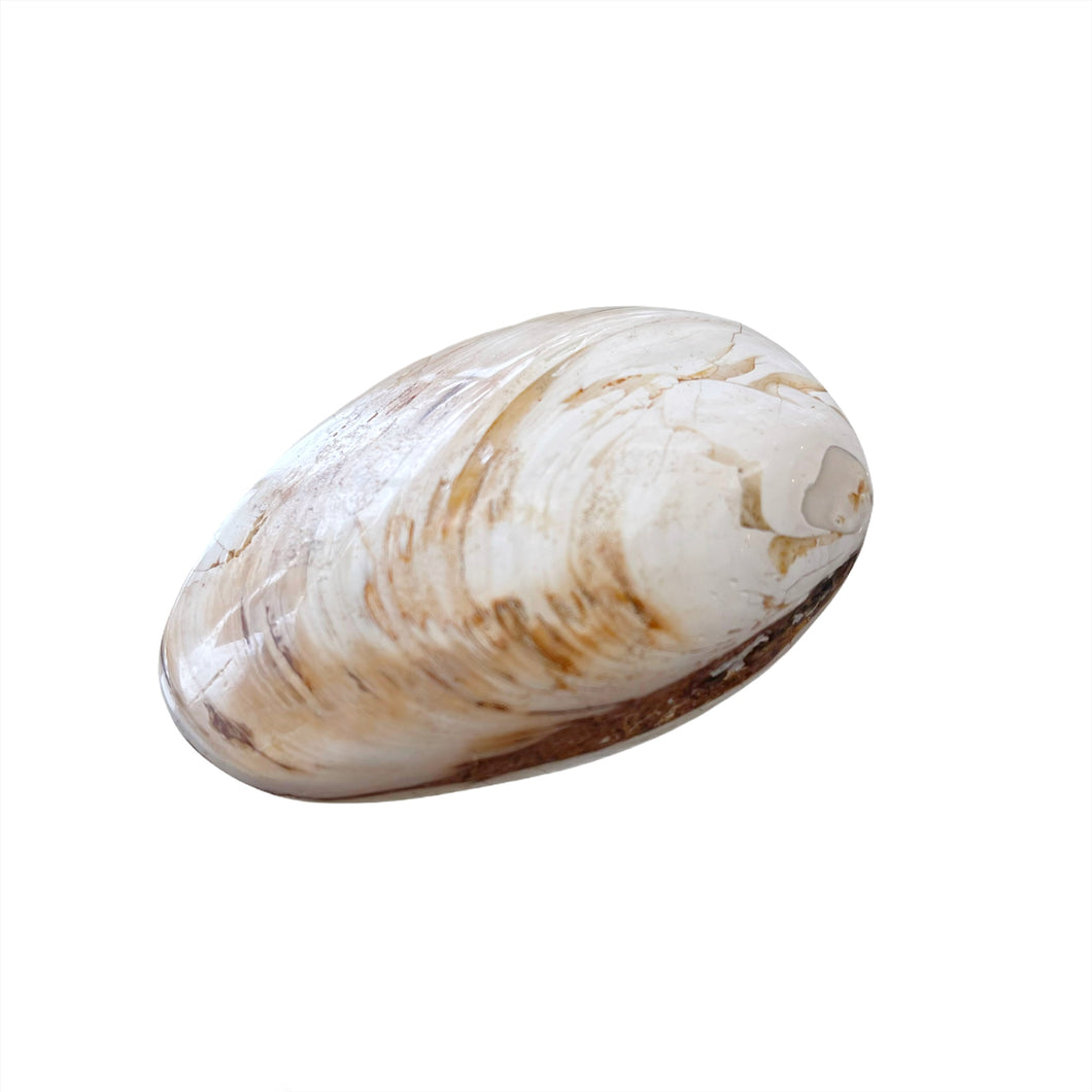 Shell fossil